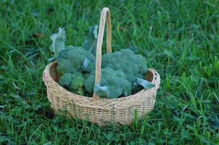 Cultivarea broccoli în tehnologia de câmp deschis