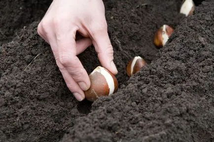 Növekvő tulipán otthon, hogyan nőnek a virágok az üvegházakban és hazai földön