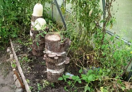 Ciuperci în creștere într-o seră