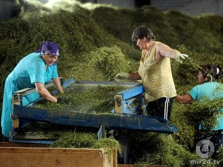 Cultivarea de plante medicinale pe scară industrială, căutarea farmaceutică