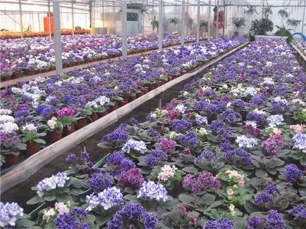 Virágok nőnek az üvegházban, mint üzleti - fontosabb jellemzői