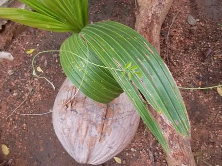 Поникване на кокосова палма е лесно, танин вила