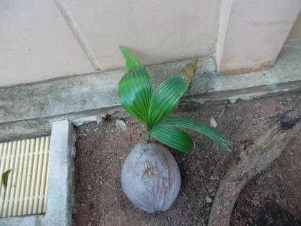 Növekszik a kókuszdió fa könnyű, tannin vendégház