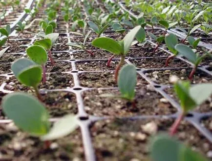 Cultivarea semințelor de milkweed, înmulțire prin butași