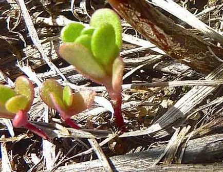 Cultivarea semințelor de milkweed, înmulțire prin butași