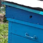 Lopás a méhészet és a harcot, akkor a gyakorlati méhészeti