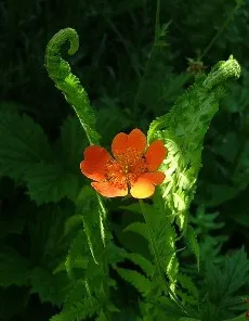 floare Fern magic, salamandra