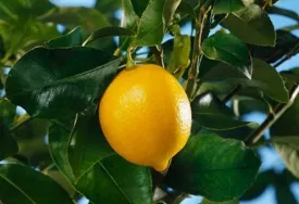 Магически свойства на лимон