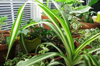 umiditate pentru plante de apartament