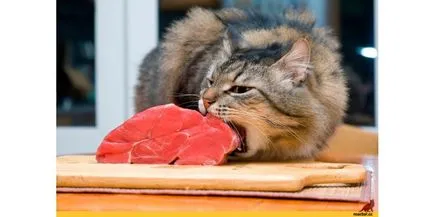 A hús-stand lehet kapni friss hús és belsőségek a négylábú ínyenceknek! hús