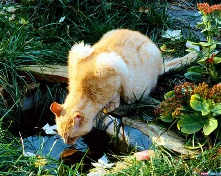 Водата в диетата на котката - животът кълнове