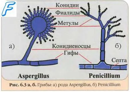 reproducerea sexuală a ciupercilor