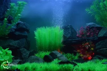 Toate plantele artificiale pentru acvariu, exemple de corali de design, Driftwood, pietre,