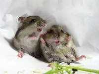 hamsteri boala Hamsterii umed cozii, diaree, tratament termic, simptome, infecții ale urechii hamsteri,
