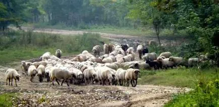 Характерът и поведението на овцете - овце - за разплод