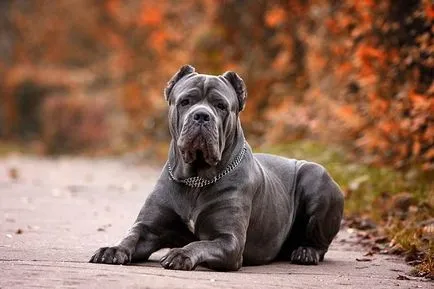 Karakter, ellátás és a táplálkozás Cane Corso