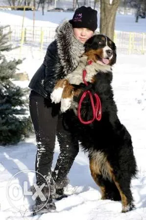 De ce câine al cincilea deget heppidogs