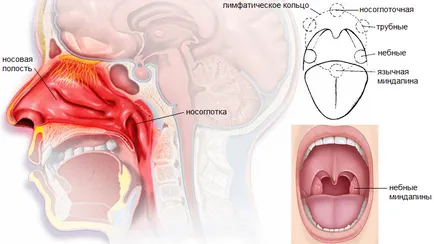 Hátsó rhinitis gyermekek és felnőttek, a tünetek és a kezelés, Komarovsky