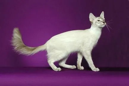 Javanez pisica - pisica fotografie, natura rasei, descriere, videoclip