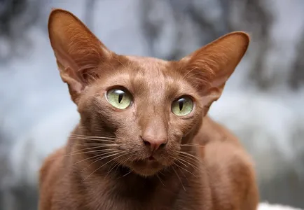 Javanez pisica - pisica fotografie, natura rasei, descriere, videoclip