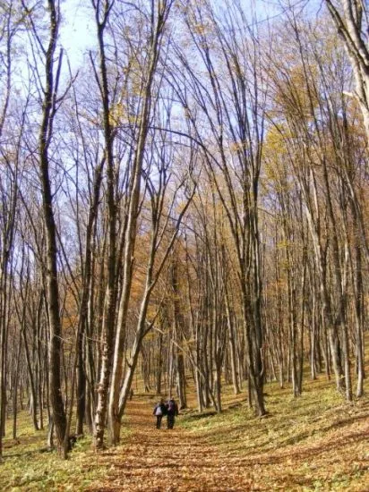 Rezerva Medobory (Medobory - puncte de interes pentru a vedea, locuri de interes)