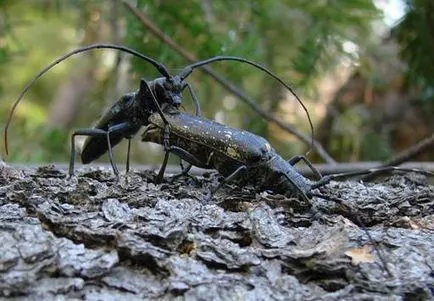 Protejarea lemnului împotriva insectelor dăunătoare