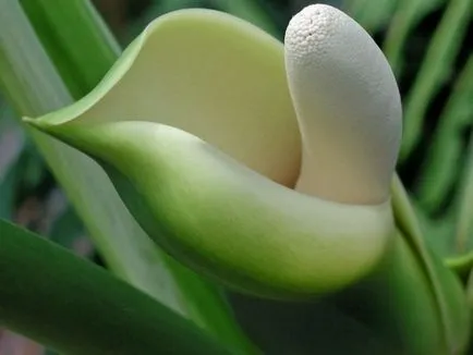 Zamioculcas floare patria, familia, sistemul de rădăcină, otrăvitoare sau nu, descrierea și titlul