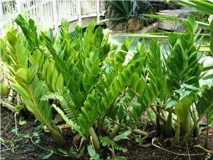 Zamioculcas floare patria, familia, sistemul de rădăcină, otrăvitoare sau nu, descrierea și titlul