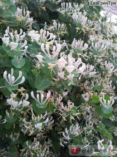 Perfoliate Honeysuckle - „flori Perfoliate Honeysuckle și mirosuri care nu descriu în cuvinte