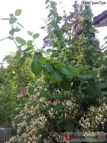 Perfoliate Honeysuckle - „flori Perfoliate Honeysuckle și mirosuri care nu descriu în cuvinte