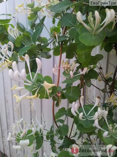 Perfoliate Honeysuckle - „flori Perfoliate Honeysuckle și mirosuri care nu descriu în cuvinte