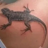 Înțeles Salamander tatuaj