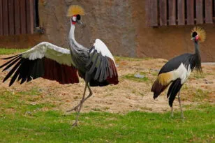 Zoo Khao kheo în Pattaya - acum animalele safari!