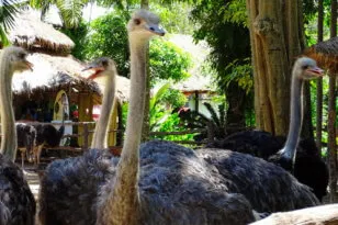 Zoo Khao kheo în Pattaya - acum animalele safari!