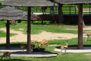 Zoo Khao kheo Pattaya - most a szafari állatok!