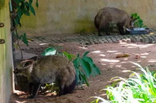 Zoo Khao kheo Pattaya - most a szafari állatok!
