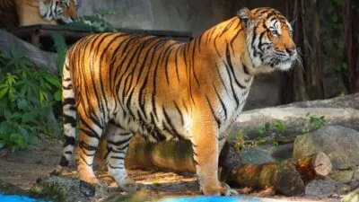 Зоопарк Као kheo в Патая - сега сафари животни!