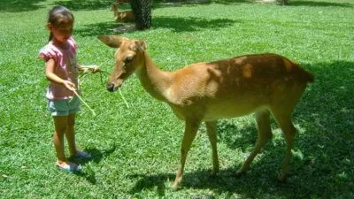 Zoo Khao kheo în Pattaya - acum animalele safari!