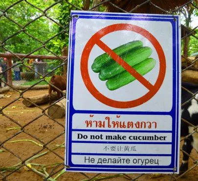 Zoo Khao kheo hogyan juthatunk el oda, és kihozni Pattaya magad