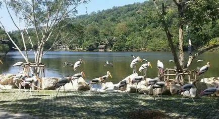 Zoo Khao kheo Pattaya - a legjobb Thaiföldön