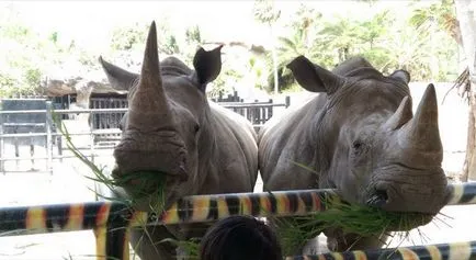 Zoo Khao kheo Pattaya - a legjobb Thaiföldön