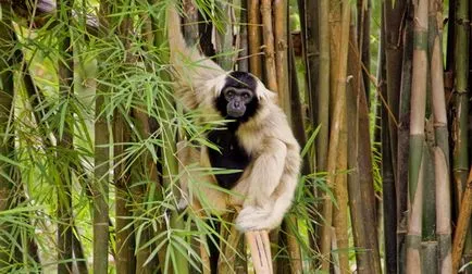 Zoo Khao kheo Pattaya - Cel mai bun în Thailanda