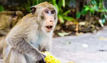 Zoo Khao kheo Pattaya - a legjobb Thaiföldön