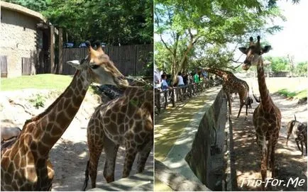 Зоопарк Као kheo Патая моя преглед, снимки, описание