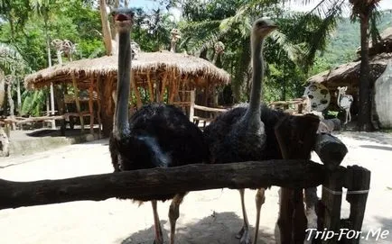 Зоопарк Као kheo Патая моя преглед, снимки, описание