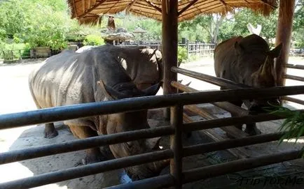 Zoo Khao kheo Pattaya cikkemet, fotó, leírás
