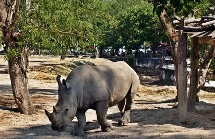 Zoo Khao kheo Pattaya - a legjobb Thaiföldön