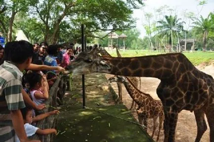 Zoo Khao kheo hogyan juthatunk el oda, és kihozni Pattaya magad