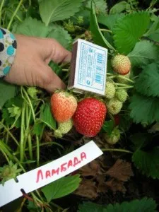 Ültetés eper, természetközeli gazdálkodási iskola