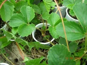 Plantarea de căpșuni, școală agricultura naturală